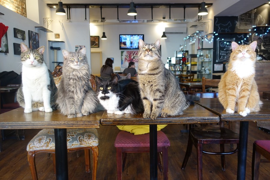 Cafés félins : pour l’amour des chats et des gens