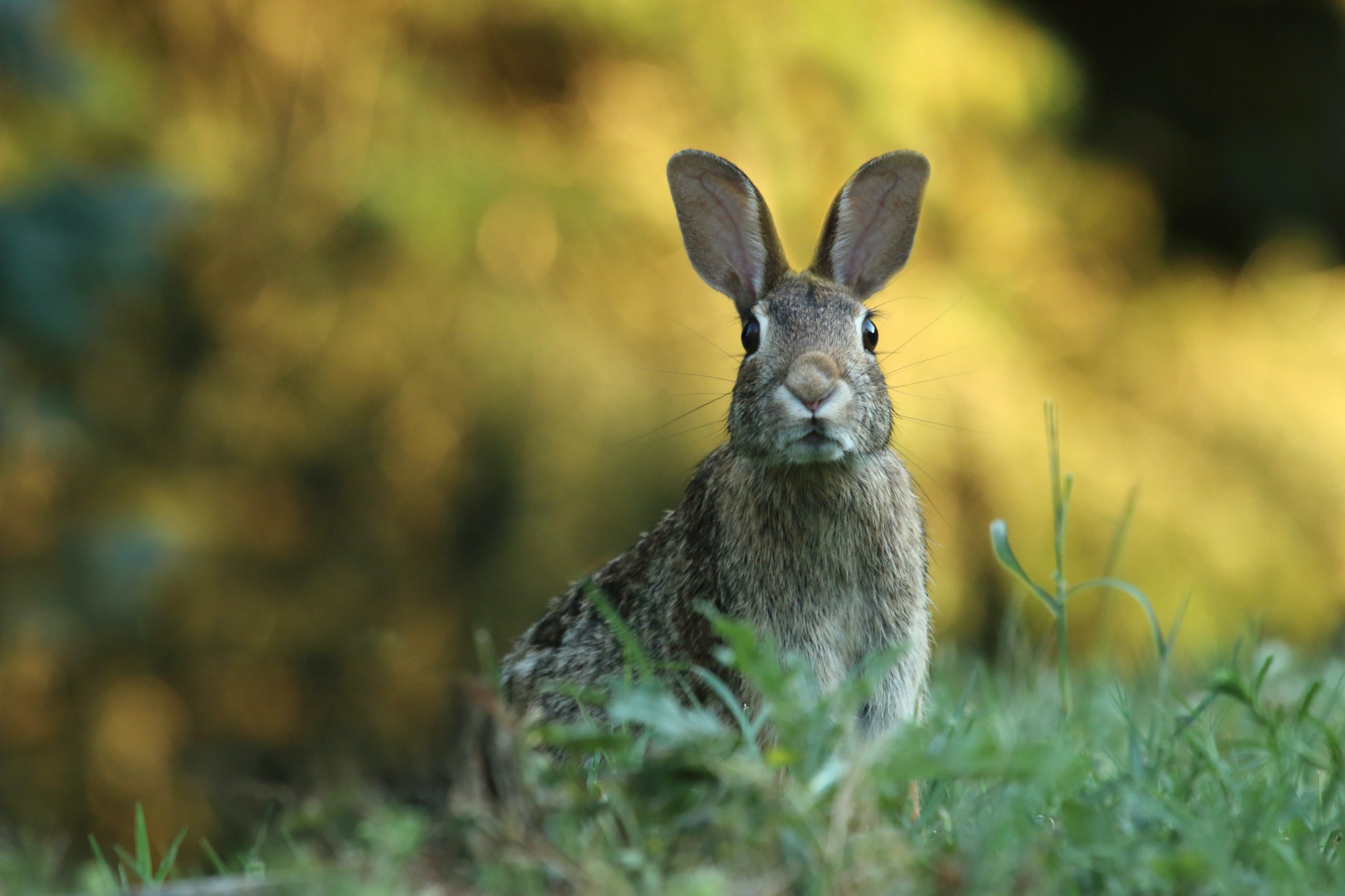 un lapin