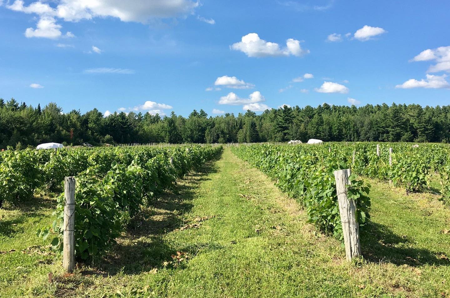 La route des vins du Québec en 6 vignobles