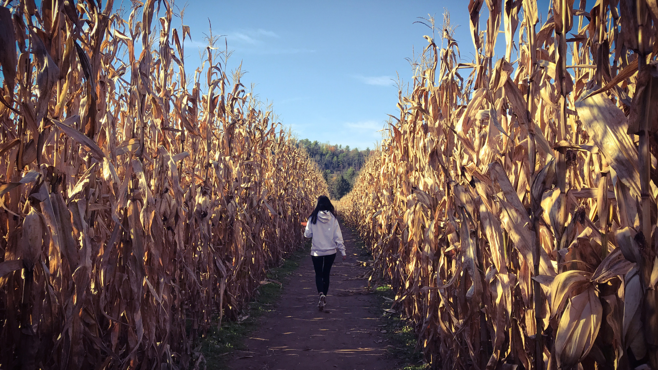 L&rsquo;automne au Québec : top 7 des sorties d&rsquo;automne incontournables au Québec pour profiter de la fin d&rsquo;année